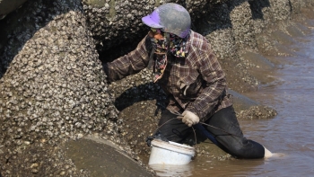 Loài ốc quý hiếm nhất thế giới xuất hiện ở biển Nam Định, ngư dân kiếm tiền triệu mỗi ngày