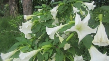 Những loài hoa đẹp mê hồn nhưng chứa độc tố chết người