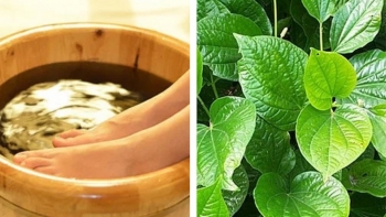 Chữa bệnh mồ hôi chân, tay bằng lá lốt tại nhà đơn giản