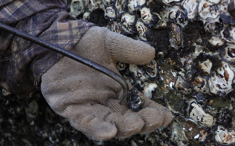 Để bắt được những con ốc móng rồng, ngư dân phải dùng móc sắt để cạy các con ốc bám chặt trên đá. Ảnh: Nguyễn Thúy