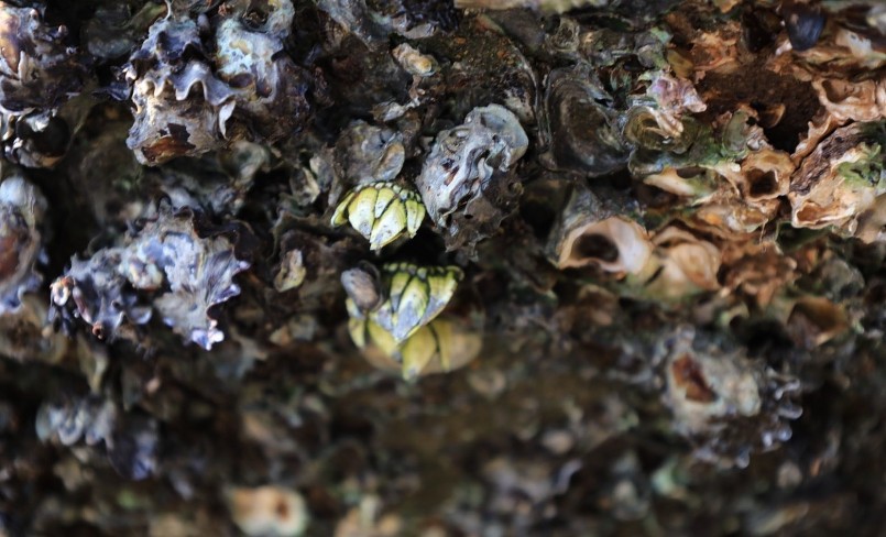 Ốc móng rồng thường bám rất chắc vào vách đá cheo leo giữa biển. Ảnh: Nguyễn Thúy