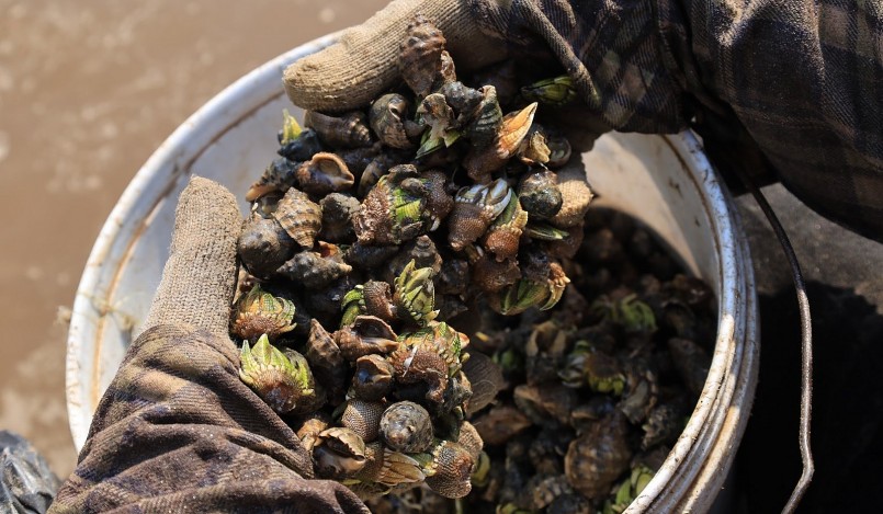 Ốc móng rồng được nhiều người ưa thích nên có giá thành cao. Ảnh: Nguyễn Thúy