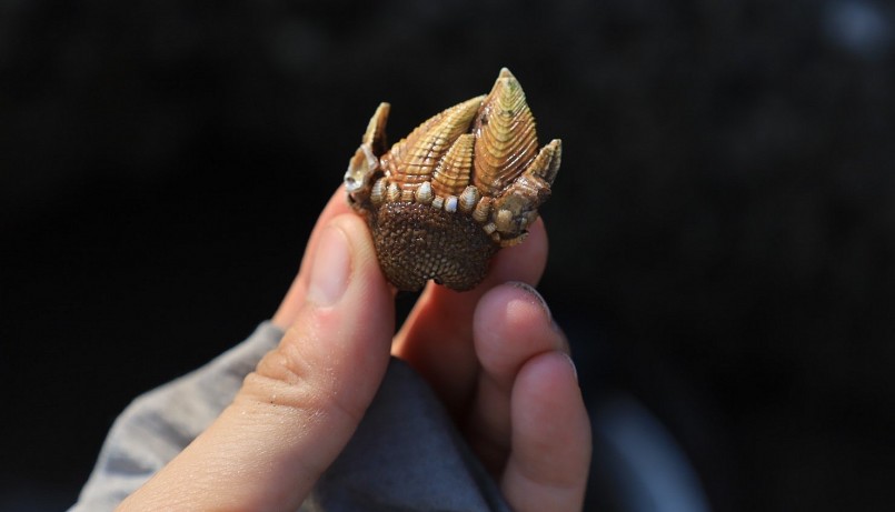 Nhiều người cho rằng ốc móng rồng là một loại hải sản cao cấp bởi chúng có giá trị dinh dưỡng rất cao. Ảnh: Nguyễn Thúy