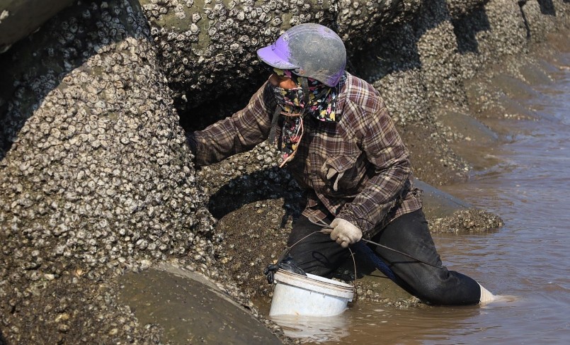 Ngư dân Nam Định bắt ốc móng rồng. Ảnh: Nguyễn Thúy