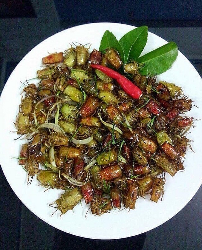 Loại côn trùng gây hại cho hoa nhãn nhưng lại trở thành đặc sản hấp dẫn ở Tây Bắc