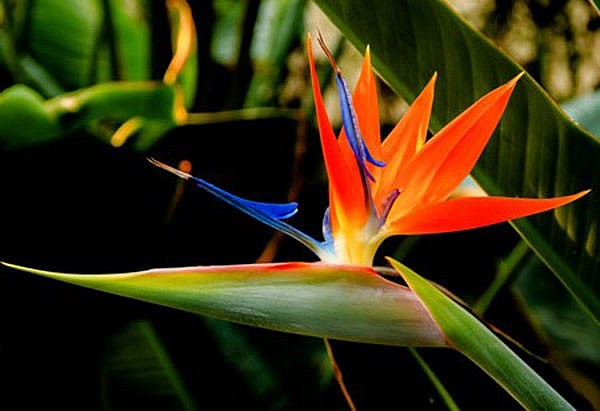 Những loài hoa đẹp mê hồn thường được trưng trong nhà nhưng chứa độc tố chết người