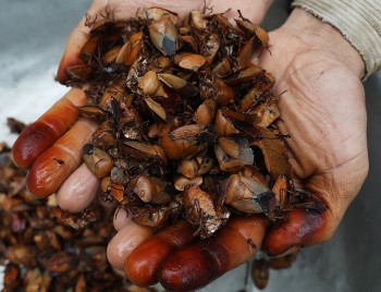 Loại côn trùng gây hại cho hoa nhãn nhưng lại trở thành đặc sản hấp dẫn ở Tây Bắc