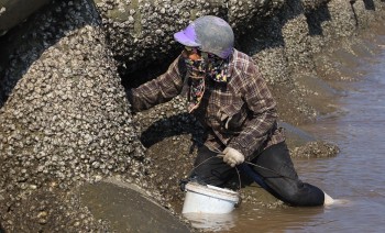 Loài ốc quý hiếm nhất thế giới xuất hiện ở biển Nam Định, ngư dân kiếm tiền triệu mỗi ngày