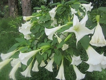 Những loài hoa đẹp mê hồn nhưng chứa độc tố chết người