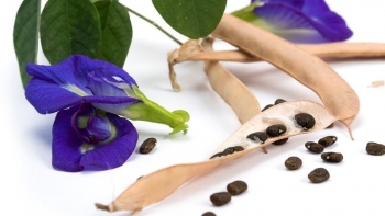 2 bộ phận của cây đậu biếc chứa độc tố, biết mà tránh kẻo “rước hoạ vào thân”