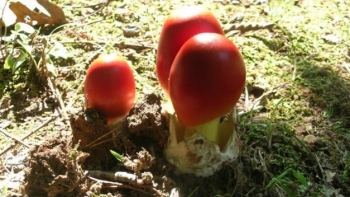 Đi rừng gặp vật giống quả trứng gà ai ngờ là loại nấm hoàng đế La Mã ưa thích, giá bán nửa triệu/kg