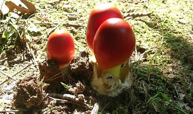 Nấm trứng gà có nguồn gốc từ các nước châu Âu và Bắc Phi. Nấm trứng gà có nguồn gốc từ các nước châu Âu và Bắc Phi.