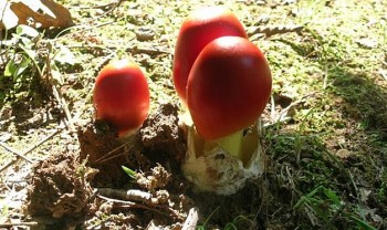 Đi rừng gặp vật giống quả trứng gà ai ngờ là loại nấm hoàng đế La Mã ưa thích, giá bán nửa triệu/kg