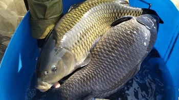 Người tiên phong nuôi cá chép gù trên lòng hồ thủy điện Nậm Chiến