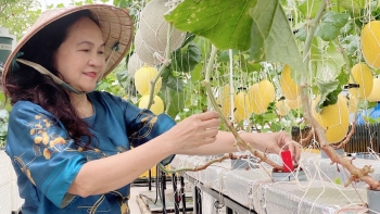 Bí quyết giúp nữ doanh nhân U60 không tốn sức vẫn có vườn dưa lưới vàng lóa mắt trên sân thượng