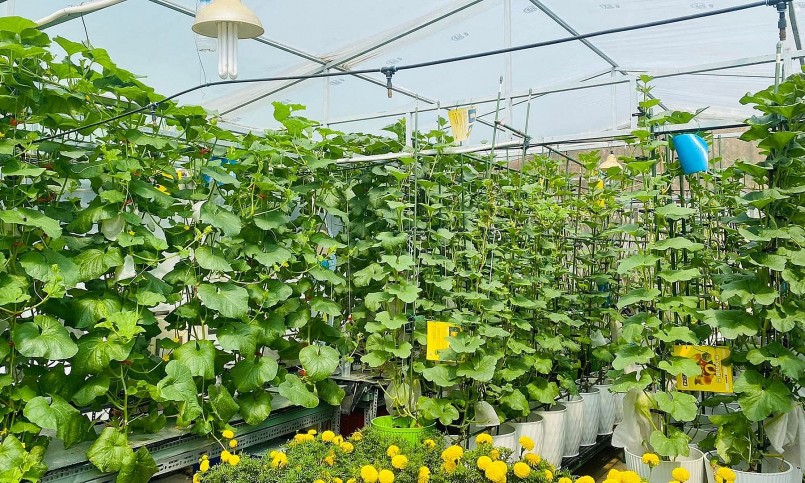 Bà Thu Thủy đam mê làm vườn sân thượng từ 7 năm nay.