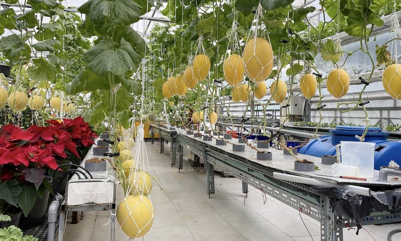 Bà Thu Thủy đã trồng dưa lưới bằng phương pháp thủy canh và cho kết quả bất ngờ.