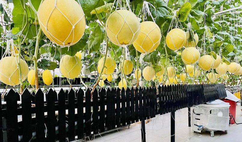 Thời gian đầu rất khó khăn, nhưng nữ doanh nhân đã đúc kết kinh nghiệm và có vườn dưa lưới trái đẹp.