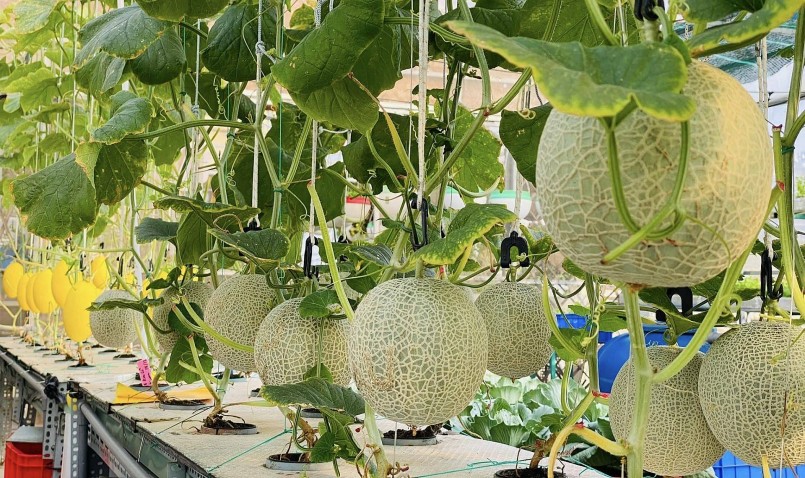 Việc trồng dưa lưới thủy canh không tốn nhiều công sức nên bà Thủy rất yên tâm.