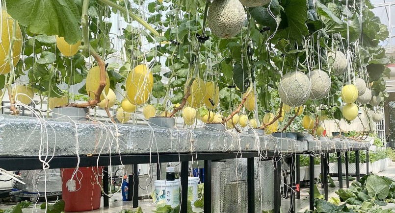 Vườn dưa là nơi để nữ doanh nhân giải tỏa áp lực trong công việc, vơi bớt những buồn phiền trong cuộc sống. 