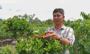 Anh nông dân Bến Tre gây sốc với giống quất lạ, đắt gấp 10 lần quất thường, bán giống đã thu vài trăm triệu