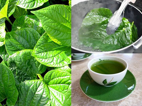 Bài thuốc dân gian chữa bệnh mồ hôi chân, tay bằng lá lốt tại nhà đơn giản.