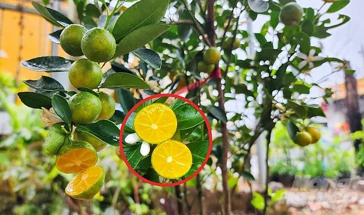 Trái tắc không hạt bề ngoài nhìn không khác so với tắc thường.