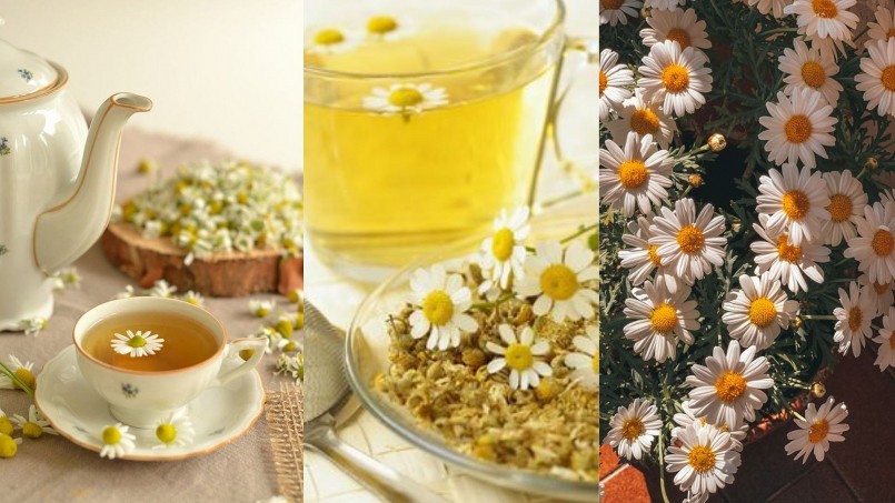 Những điều bạn cần biết về các loại trà thảo mộc