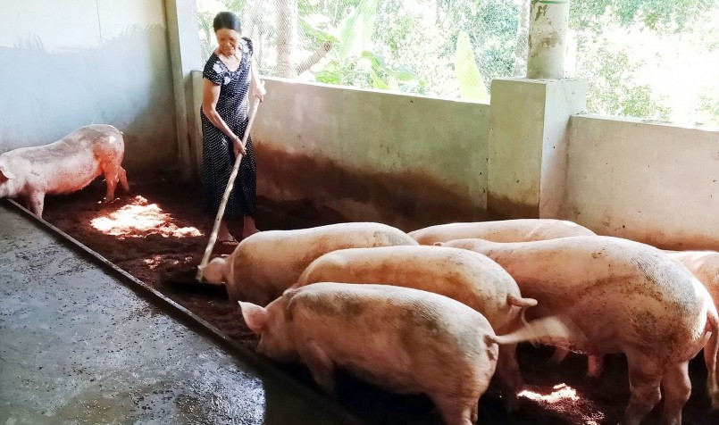 Giá heo hơi hôm nay (16/5), trở lại xu hướng tăng 1.000 đồng/kg tại một số địa phương.