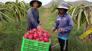 Sát vụ thu hoạch Trung Quốc tăng mua thanh long, thương lái ồ ạt gom hàng