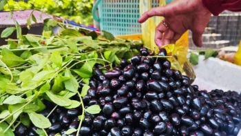 Loại quả mọc hoang đầy rừng vào mùa, giá 150.000 đồng/kg, ăn vào đẹp da, sáng mắt