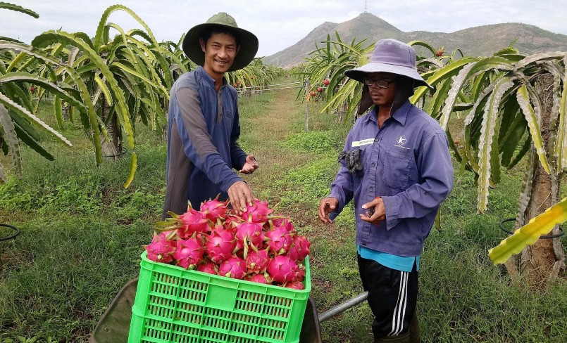 Hiện giá thanh long tăng cao nhưng chưa tới vụ thu hoạch chính (Ảnh minh họa).