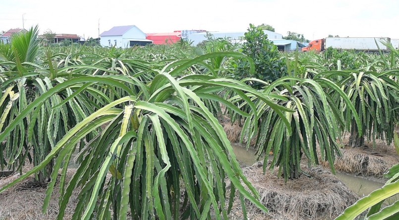 Dù giá thanh long tăng cao nhưng nhà vườn ở Tiền Giang cũng không có hàng để bán. (Ảnh minh họa).