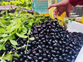 Loại quả mọc hoang đầy rừng vào mùa, giá 150.000 đồng/kg, ăn vào đẹp da, sáng mắt