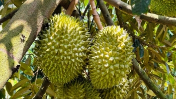 Nghịch lý sầu riêng, trái nội rớt giá vẫn săn hàng Thái dù đắt đỏ và biến số từ sầu riêng Trung Quốc