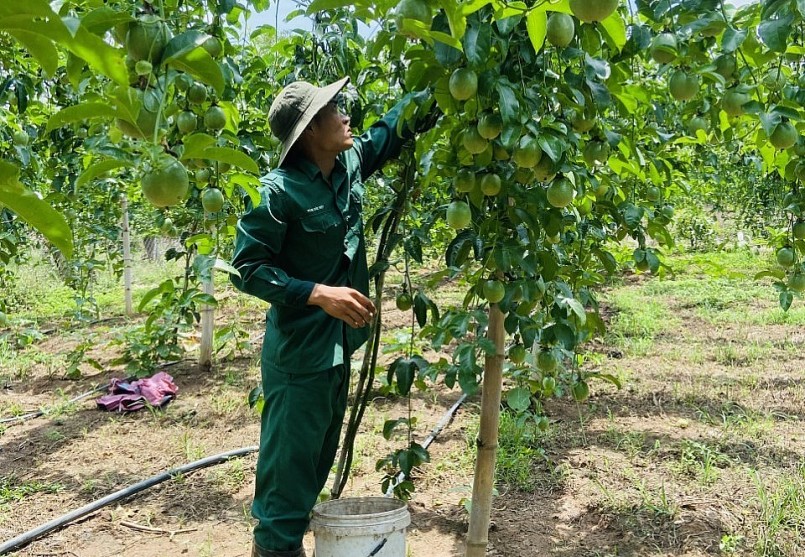 Thu hoạch chanh dây tại xã Xuân Phú, huyện Ea Kar.