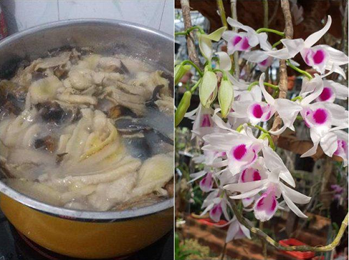 Trồng hoa lan thêm thứ này vào chậu, rễ phát triển khỏe, hoa nở tuôn như suối sau một tháng