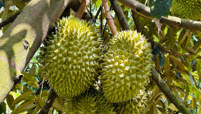 Trái sầu riêng Việt đang phải cạnh tranh khốc liệt từ thị trường trong nước tới xuất khẩu.