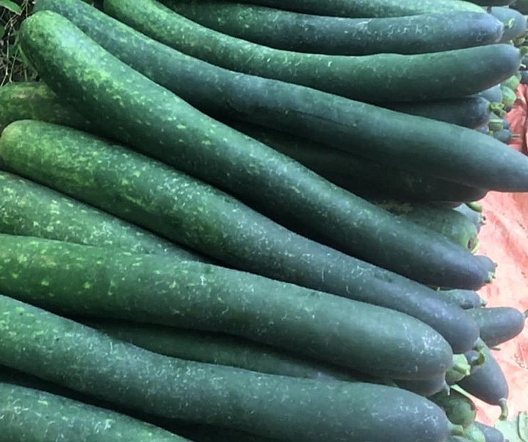 Với mức giá thấp này, nhiều người trồng cho rằng thu quả bán sẽ không đủ tiền vốn đầu tư