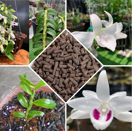 Trồng hoa lan thêm thứ này vào chậu, rễ phát triển khỏe, hoa nở tuôn như suối sau một tháng