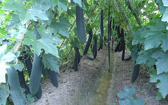 Bí xanh thuộc họ bầu bí, thân dây leo