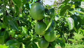 Đang giá cao kỷ lục, chanh dây bất ngờ lao dốc, người dân như ngồi trên đồng lửa