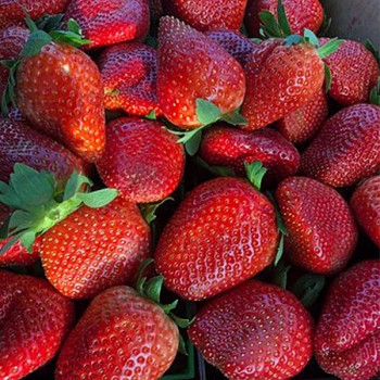 Điều gì khiến dâu tây King Berry của Hàn Quốc làm chao đảo các tín đồ Việt Nam?