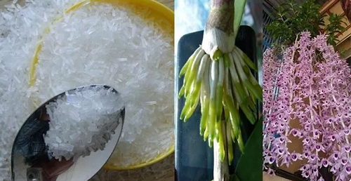 Trồng hoa lan thêm thứ này vào chậu, rễ phát triển khỏe, hoa nở tuôn như suối sau một tháng