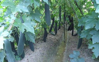 Loại quả được ví là “thực phẩm vàng” vào mùa, giá 2.000 đồng/kg khiến nhà nông “méo mặt”