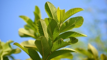 Bật mí 5 cách chữa hôi miệng bằng lá ổi đơn giản tại nhà