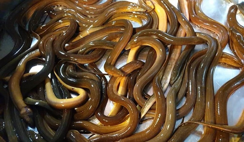 Mô hình nuôi lươn không bùn đem lại hiệu quả cao được nông dân ở nhiều địa phương áp dụng.