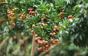 Lần đầu tiên tại Việt Nam diễn ra show thời trang giữa vườn vải thiều Bắc Giang