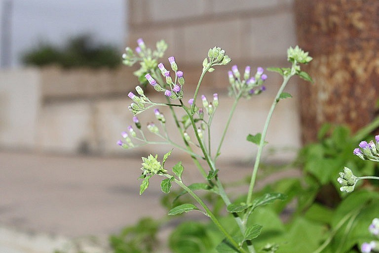 Bài thuốc Bạch đầu ông thang trị tiêu chảy do lỵ trong mùa hè