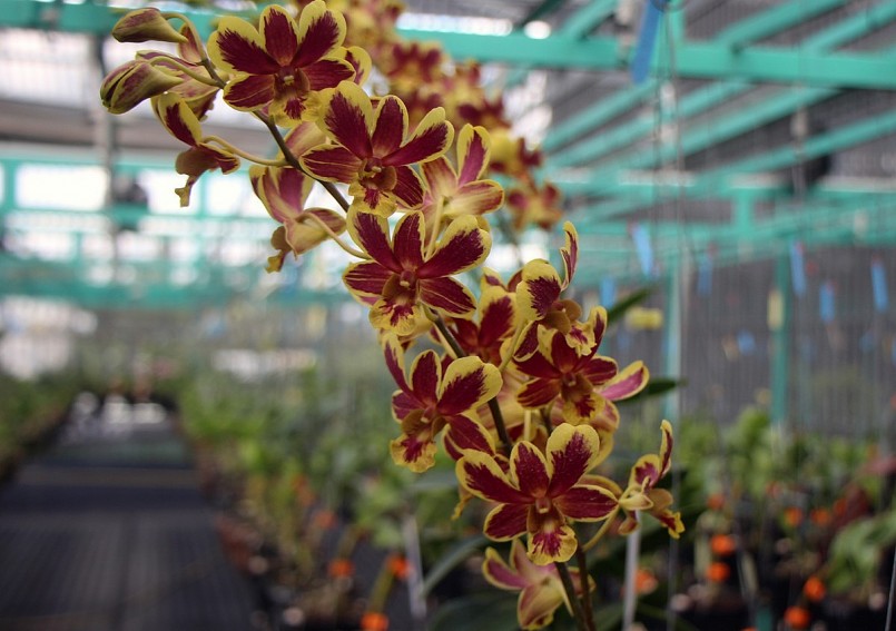 đầu tôi trồng lan rừng, lan hồ điệp… Sau đó mới trồng dòng lan Dendro